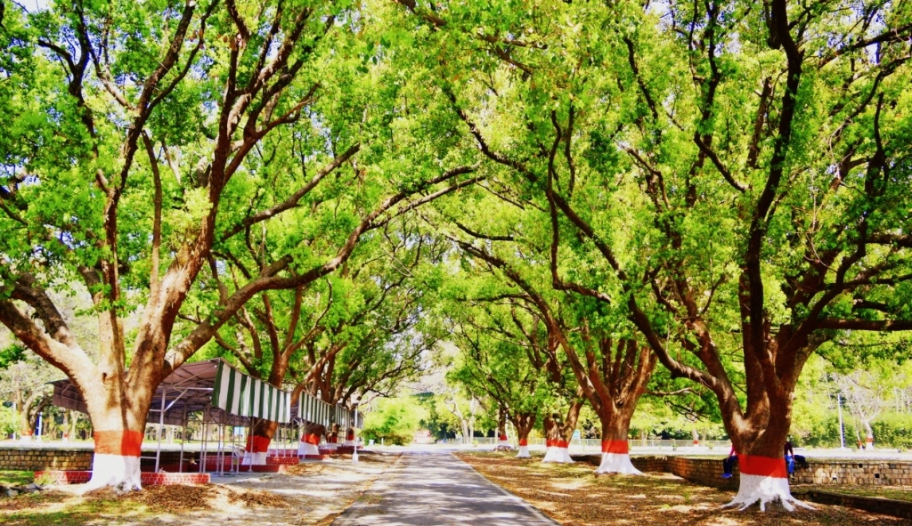 Parts of Trees The Crown Forestry CoachingIFoS ACF AFO FRI Exams